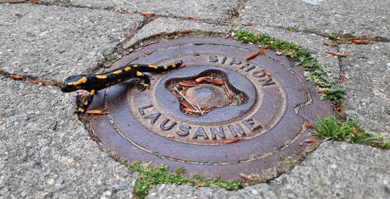 Biodiversité dans l’agglomération lausannoise: «1,2,3… Nature! Cherche et trouve dans ta ville»