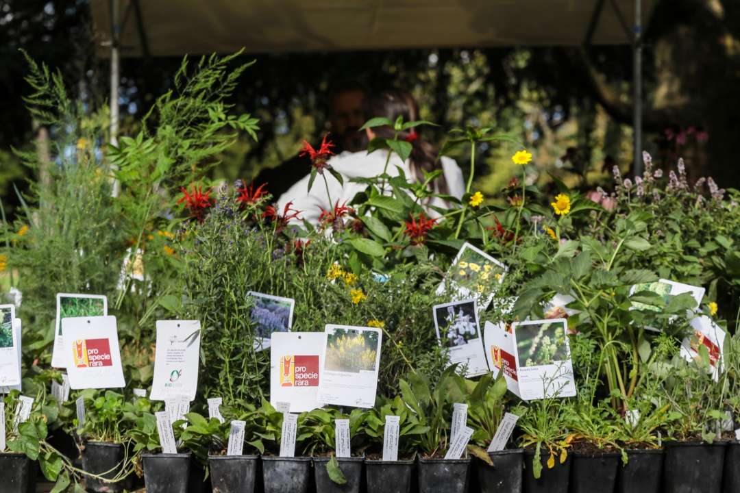 3e Marché aux plantons de Lausanne avec ProSpecieRara: des pousses bio pour démarrer son jardin.