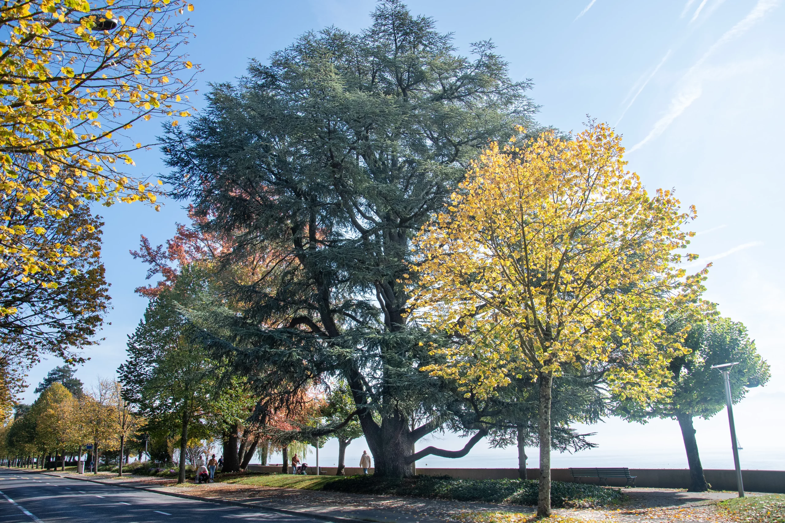 Soins aux arbres: des soins naturels pour les cèdres d’Ouchy