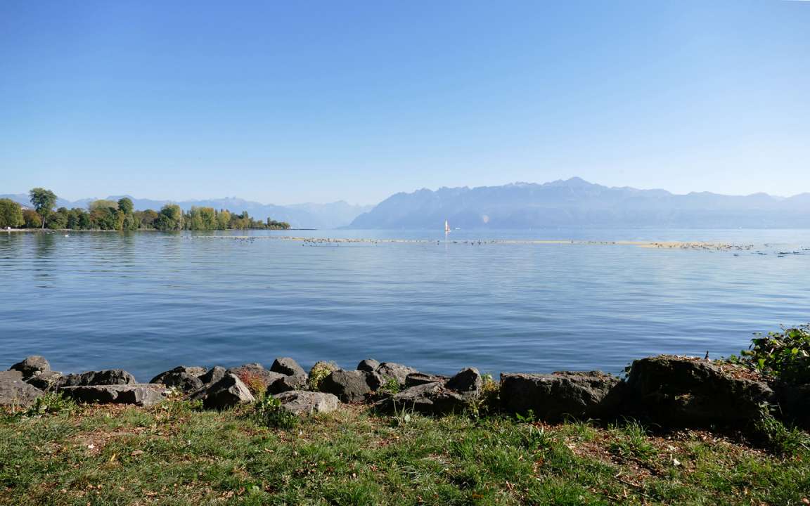 Nouvelle île aux oiseaux à l’embouchure de la Chamberonne: un projet pour la biodiversité