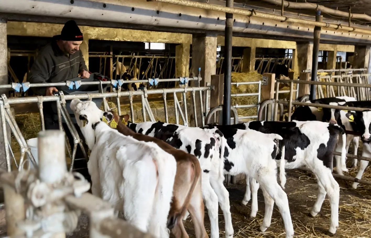 Agriculture urbaine: le domaine des Saugealles rejoint l’aventure du Gruyère AOP avec la Fromagerie du Haut-Jorat