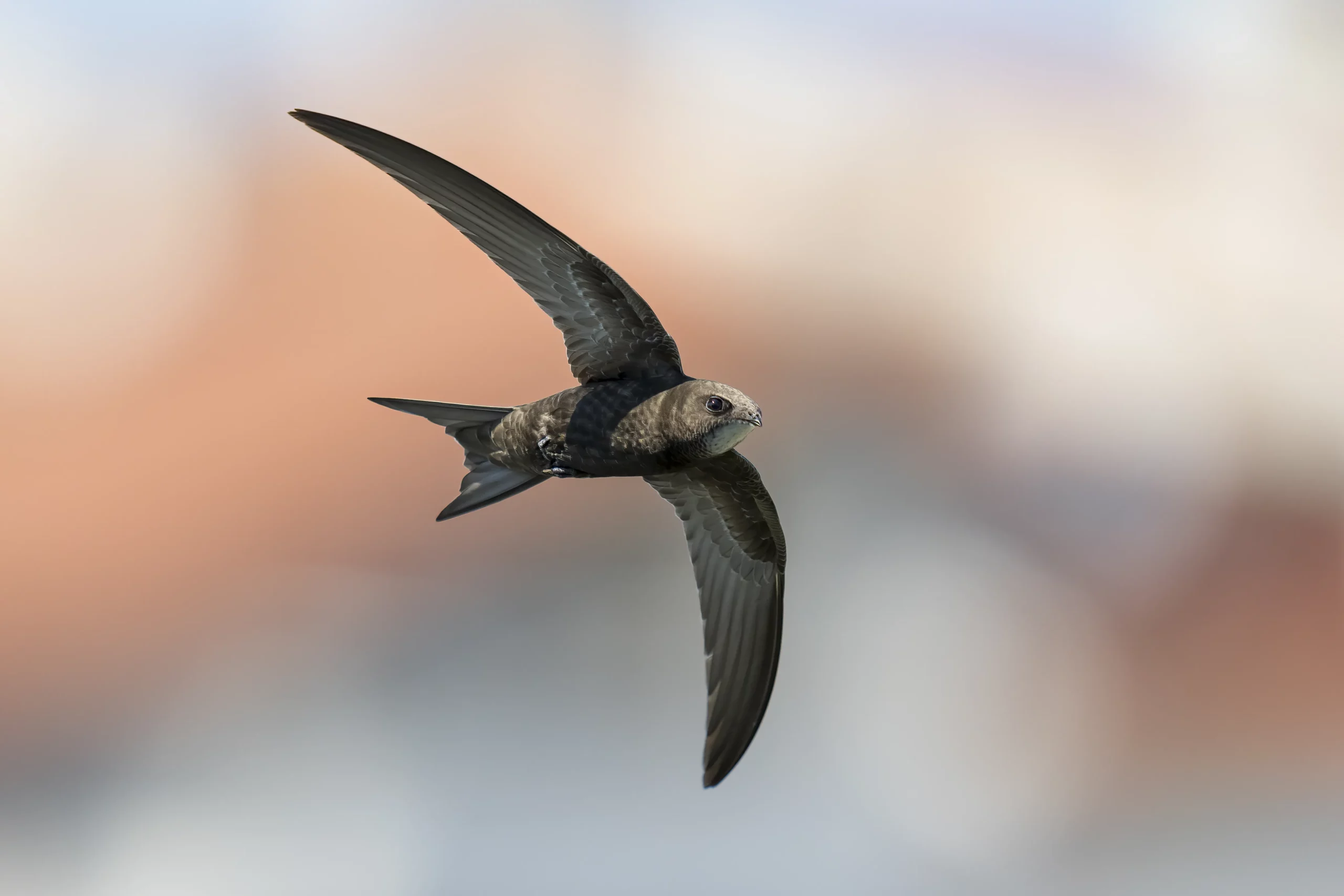 Biodiversité: La Ville de Lausanne s’engage pour la faune ailée – deux actions phares en faveur des oiseaux et des chauves-souris