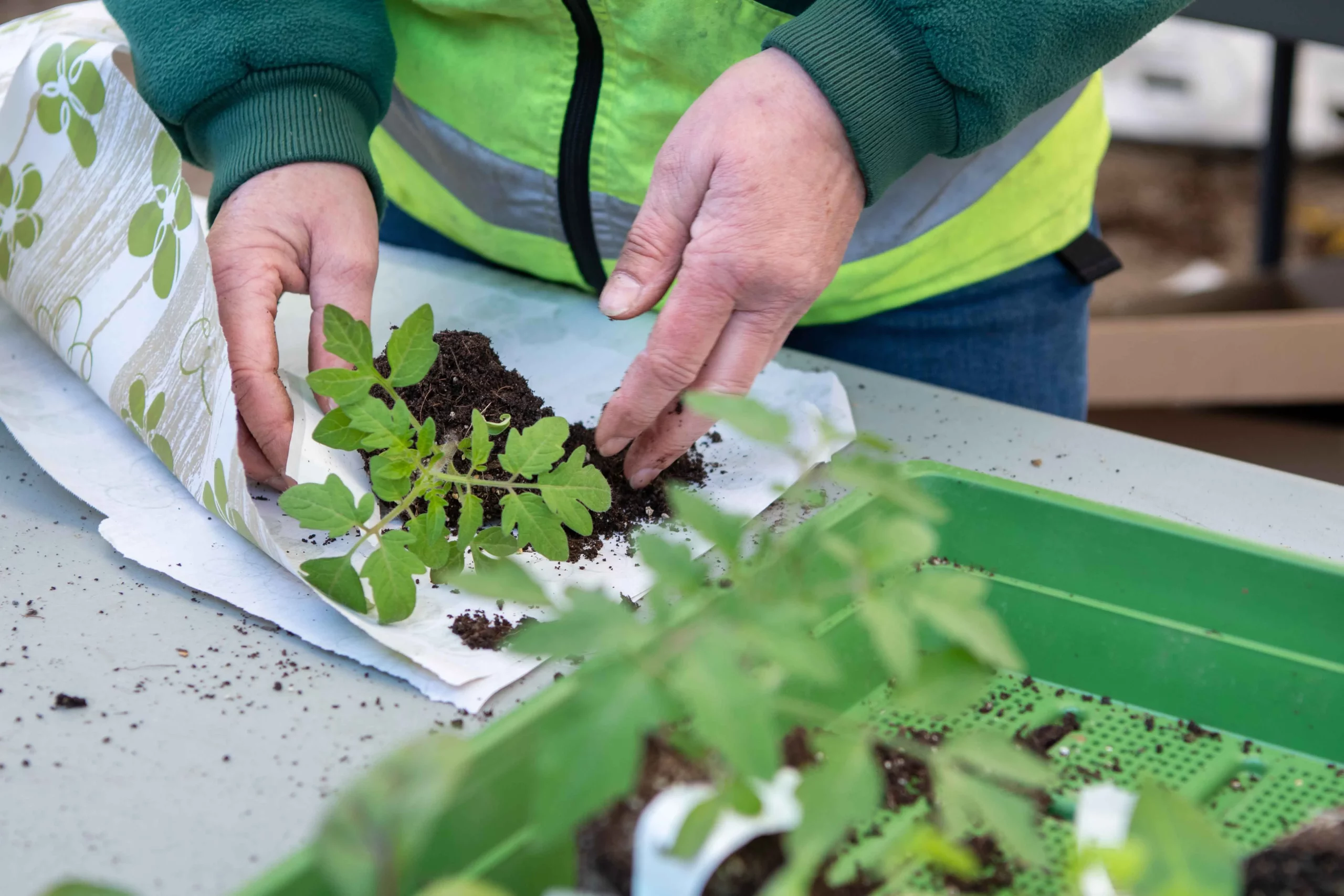 5e Marché aux plantons de Lausanne avec ProSpeciaRara