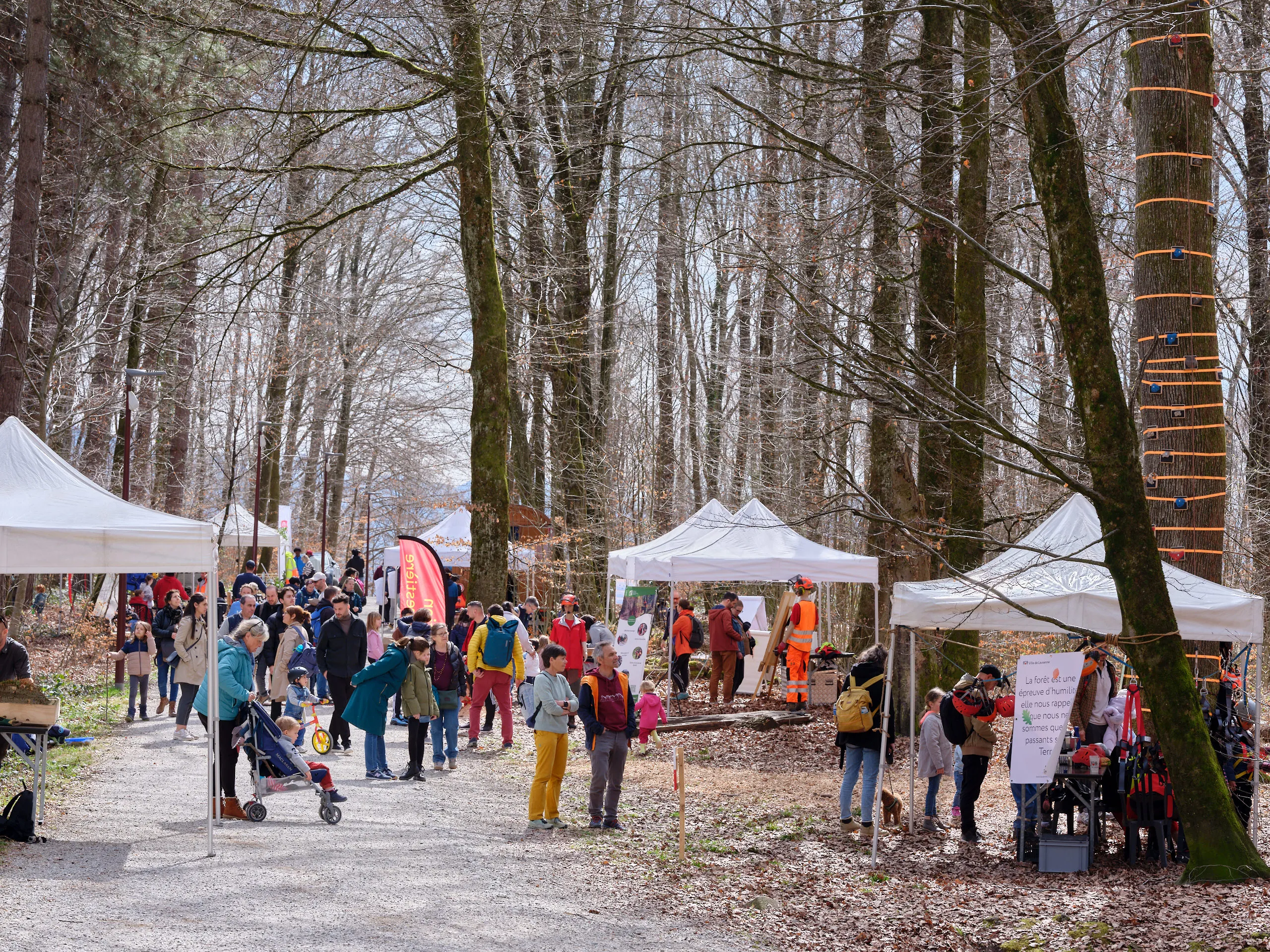 14e édition de la Fête de la forêt: célébrer la durabilité de nos forêts