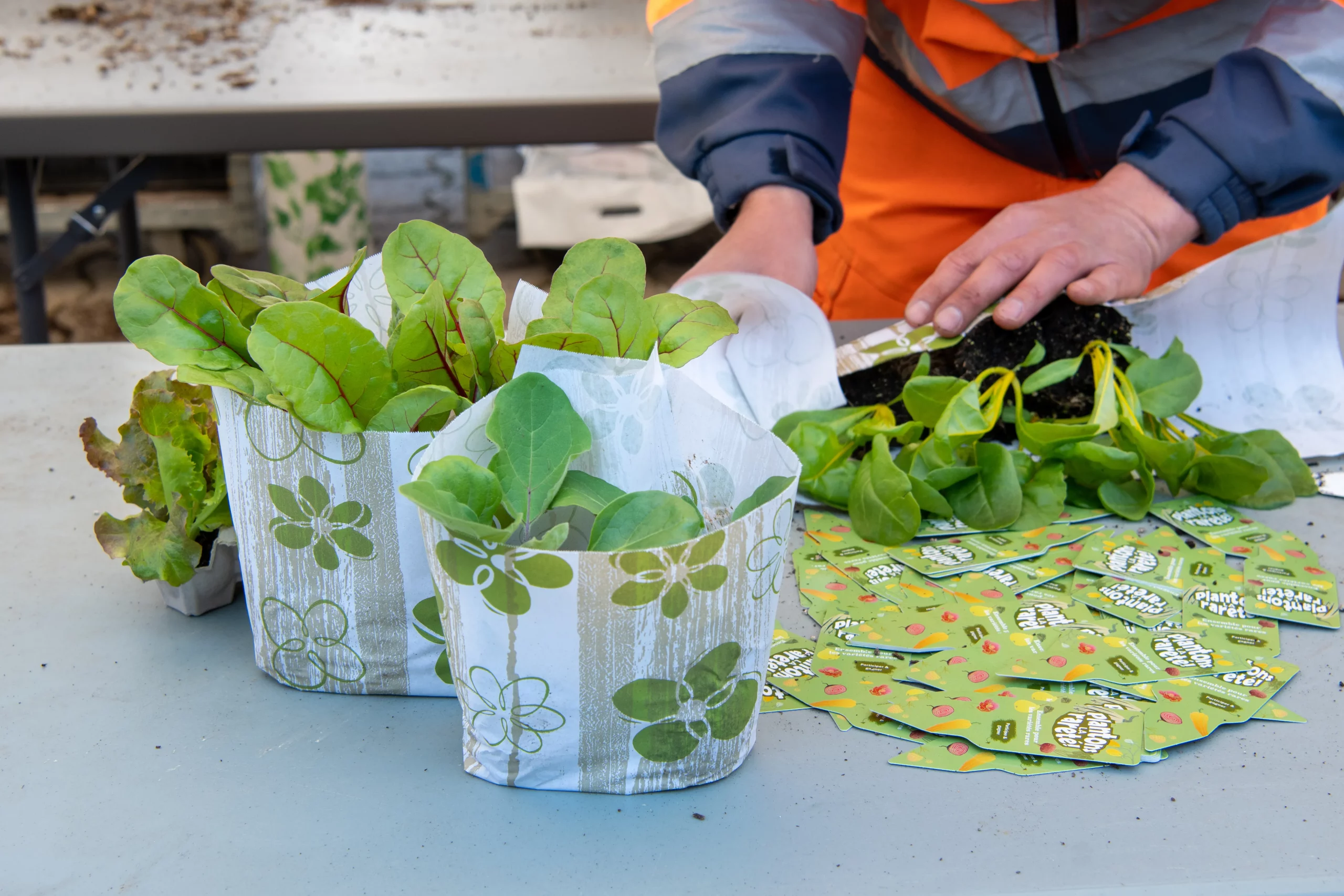 6e Marché aux plantons de Lausanne avec ProSpecieRara